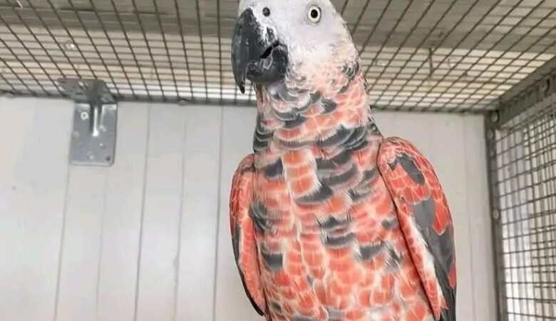 African Greys in Idaho