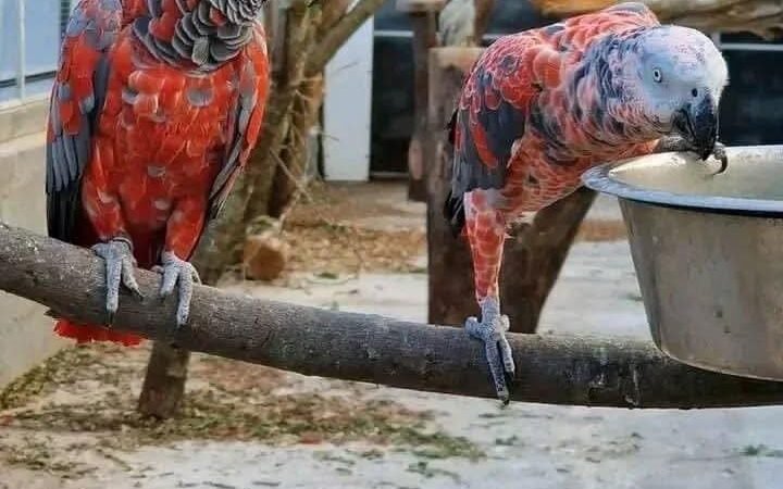 African Greys in Hawaii