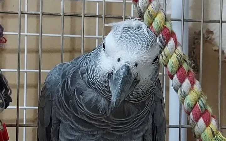 African Grey parrots in Nebraska