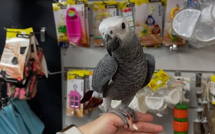 African Grey parrots in New Mexico