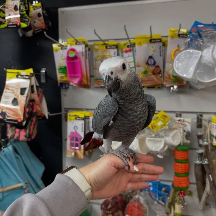African Grey parrots in New Mexico