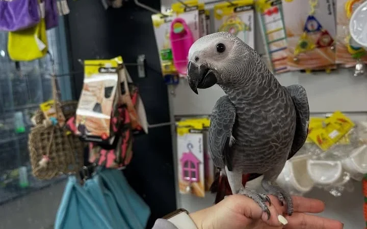 African Grey parrots in Missouri