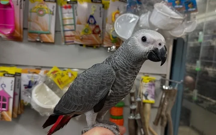 African Grey parrots in Ohio