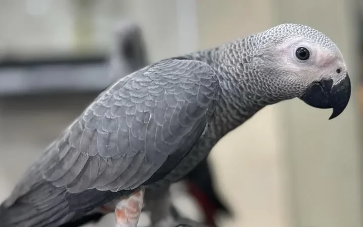 African Grey parrots in New Jersey