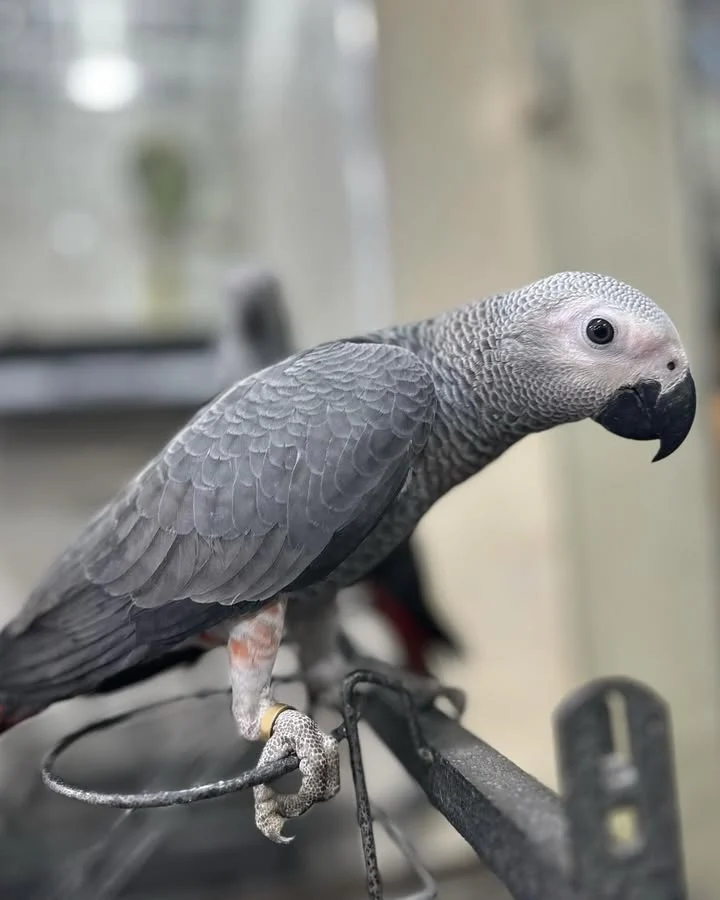 African Grey parrots in New Jersey