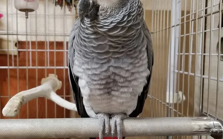 African Grey parrots in New Hampshire