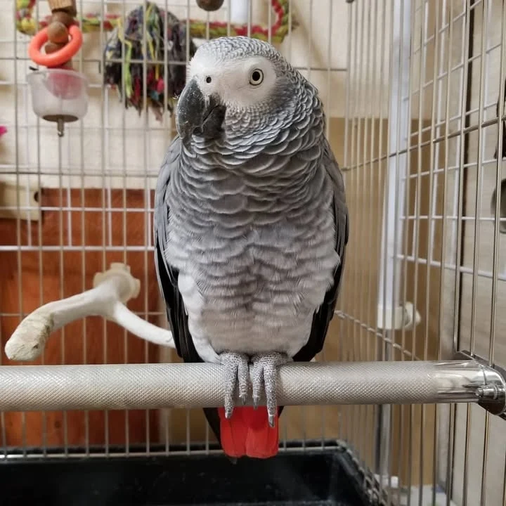 African Grey parrots in New Hampshire