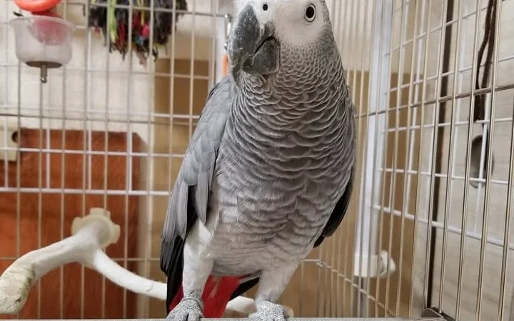 African Grey parrots for sale in Kansas