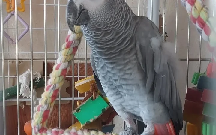African Grey parrots for sale in Kentucky
