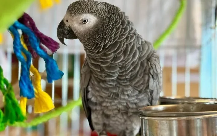 African Grey parrots for sale in Iowa