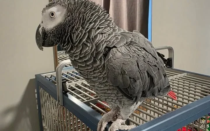 African Grey parrots for sale in Minnesota