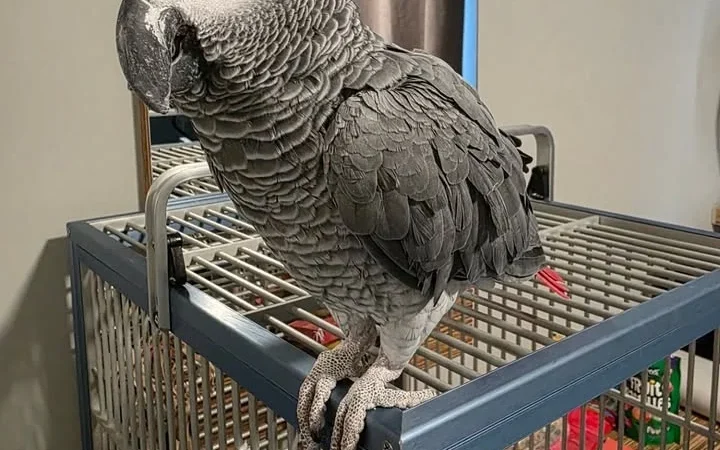 African Grey parrots for sale in Michigan