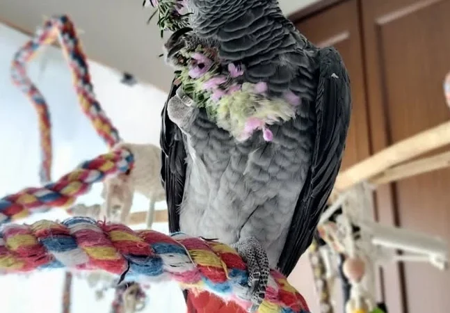 African Grey parrots for sale in Maryland