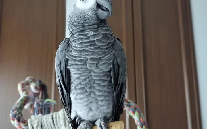 African Grey breeders in Nevada