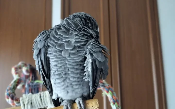 African Grey breeders in North Carolina