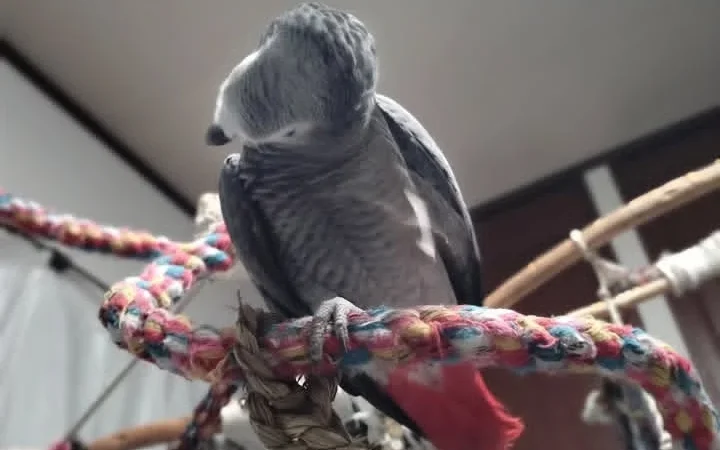 African Grey breeders in New York