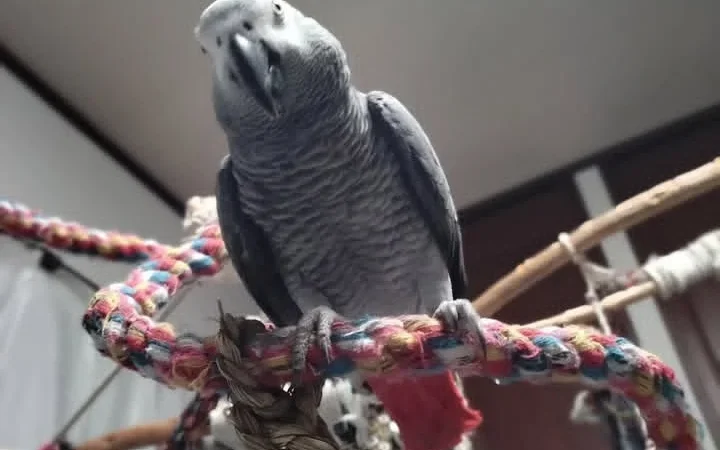 African Grey breeders in New Mexico