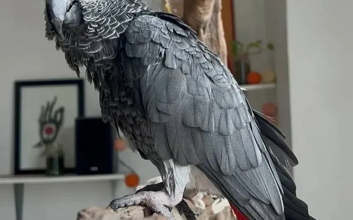 African Grey breeders in New Jersey