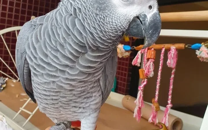 African Grey parrots for sale Lake County