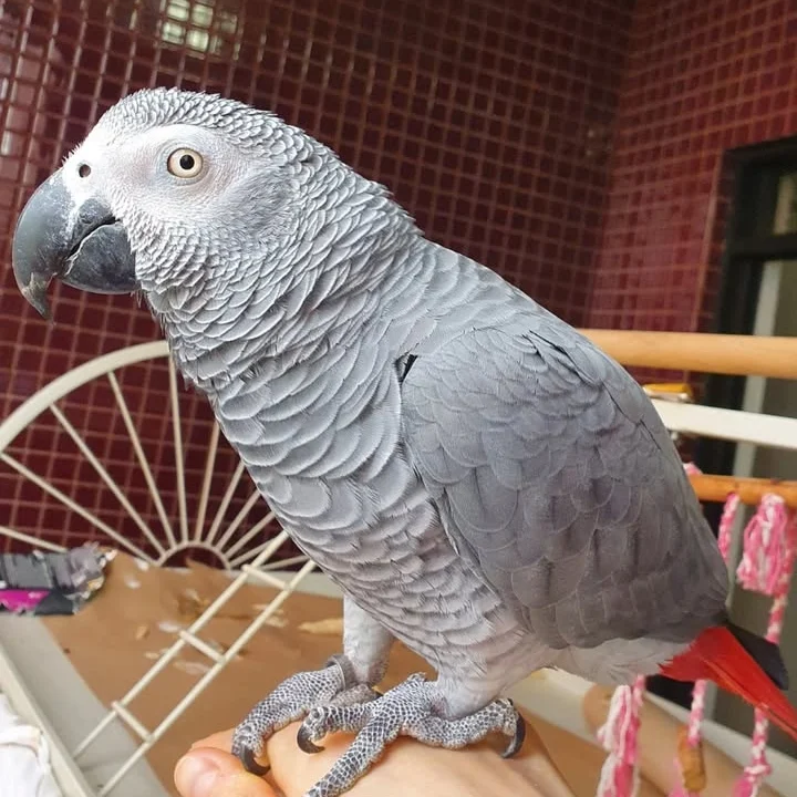 African Grey parrots for sale Kings County
