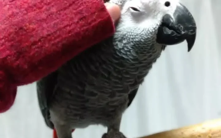 African Grey parrots for sale El Dorado County