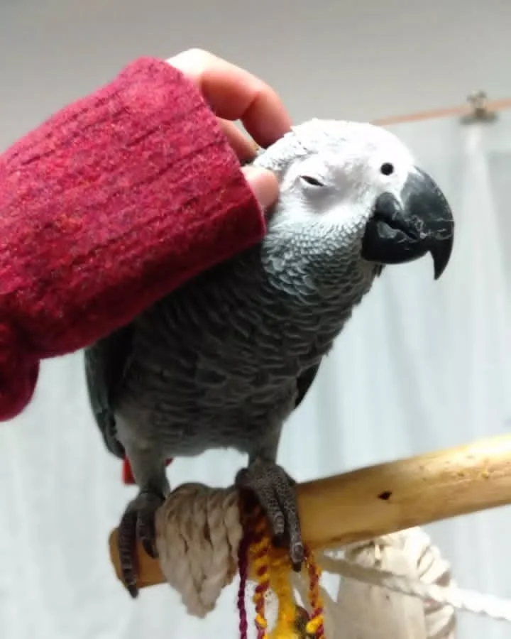 African Grey parrots for sale El Dorado County