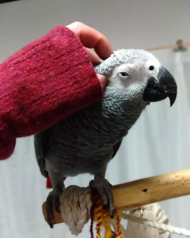 African Grey parrots for sale Kern County