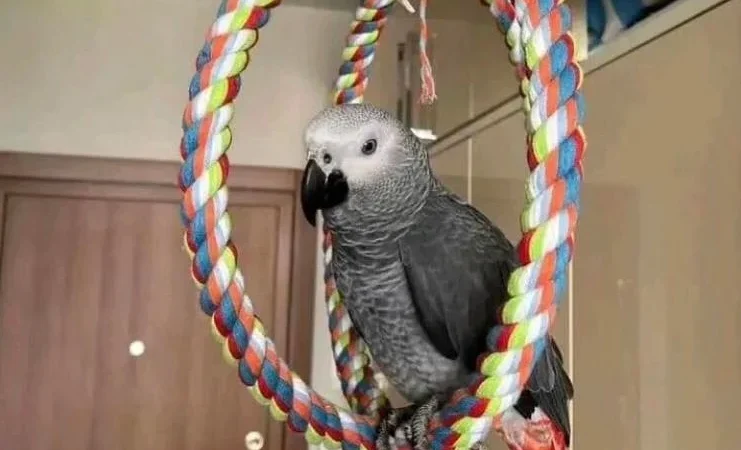 African Grey parrots for sale in Ohio
