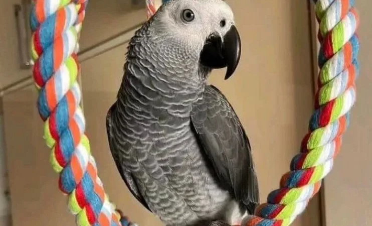 Are African Grey Parrots good pets for families