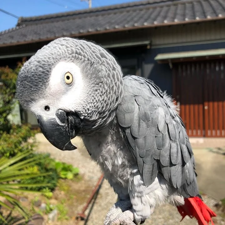 African Grey parrots for sale Fresno County