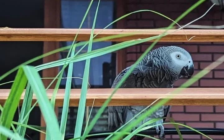 Are African Grey Parrots prone to health problems