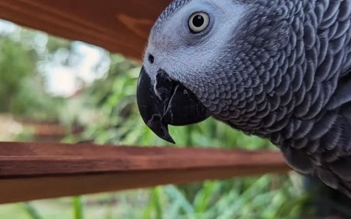 How can I train my African Grey Parrot to talk