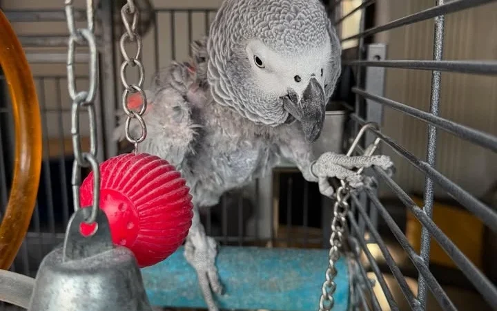 African Grey parrots for sale in South Carolina