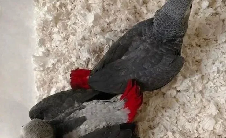 African Grey breeders in Ireland