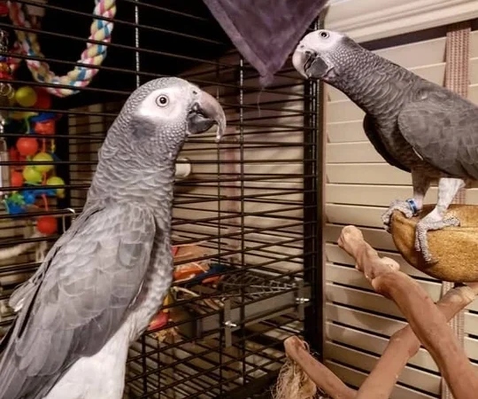 African Grey breeders in West Virginia