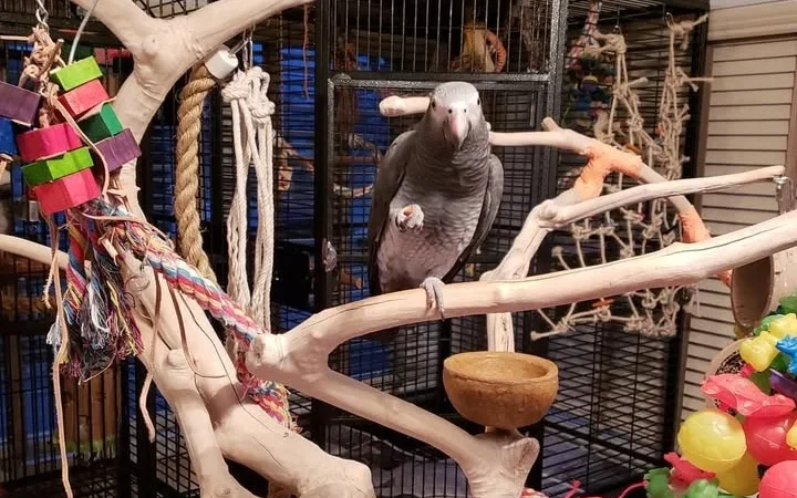 African Grey breeders in Virginia