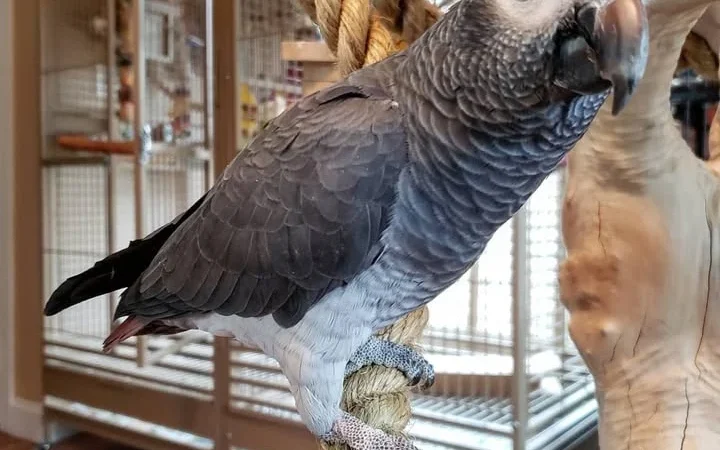 African Grey breeders in Vermont