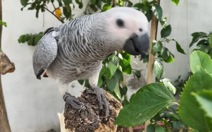 How much do African Grey Parrots cost