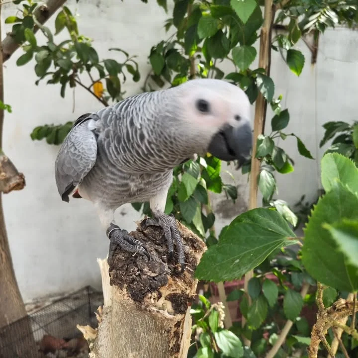 African Greys for sale in Minnesota