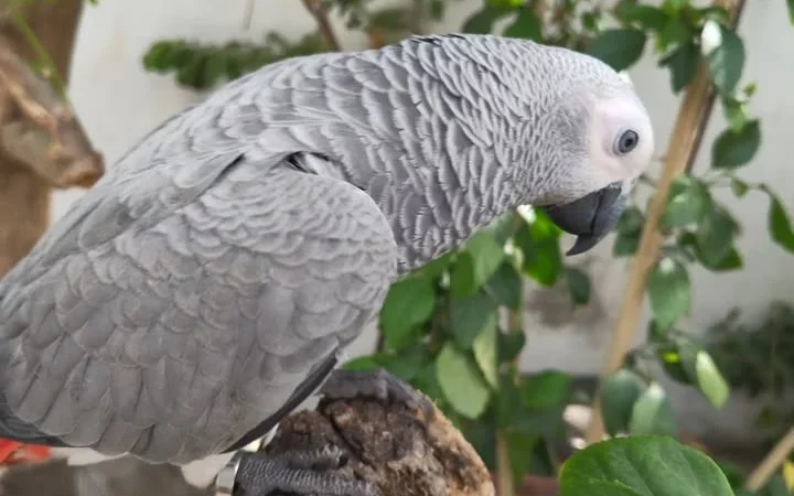 African Grey parrots for sale in New Mexico
