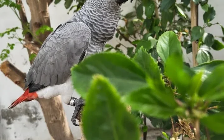 African Grey parrots for sale Monterey County