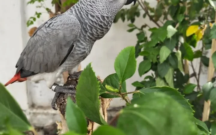 African Grey parrots for sale in Nevada