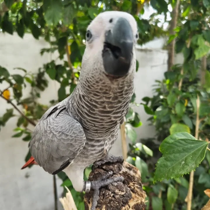 African Greys for sale in Maine