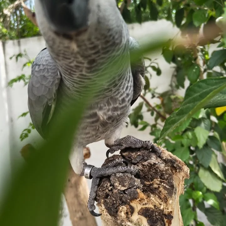African Greys for sale in Vermont