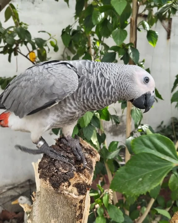 African Grey parrots for sale Modoc County