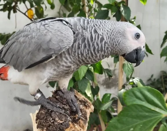 What is the lifespan of an African Grey Parrot