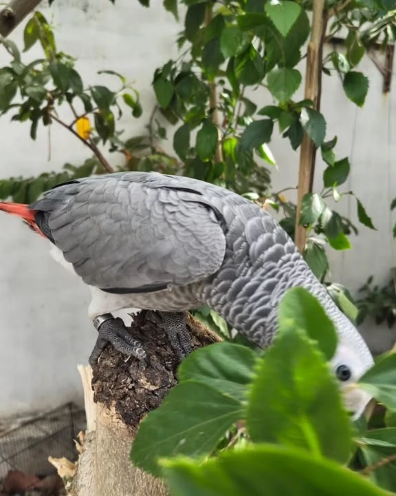 African Grey parrots in Georgia