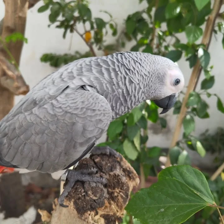 African Greys for sale in West Virginia