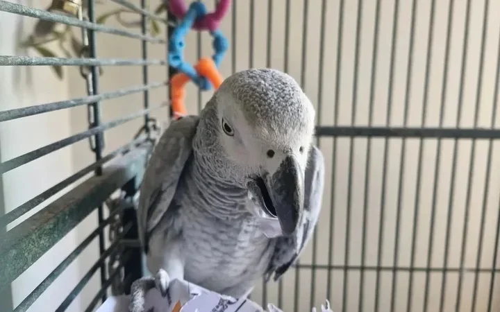 African Grey breeders in Wyoming