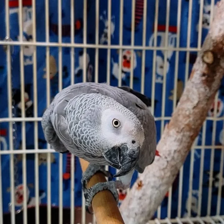 African Grey birds for sale Ohio